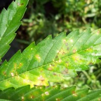 downy mildew in cannabis