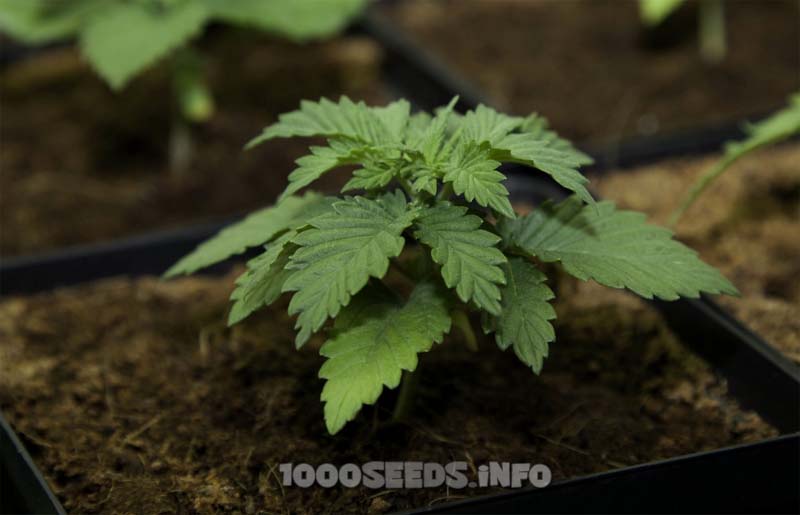 young cannabis plants