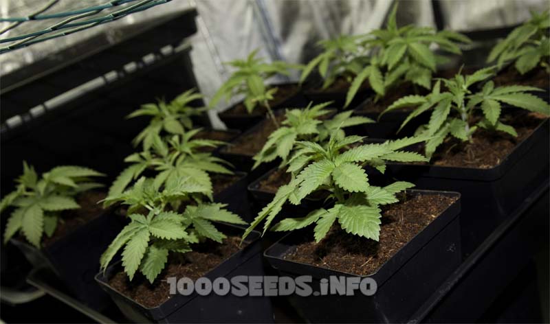 plantas jóvenes cannabis