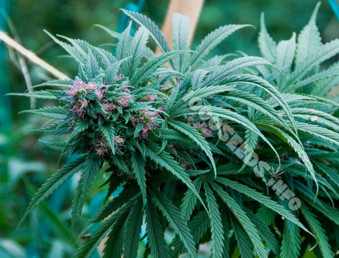 Was sind Landrassen, Cannabis-Strains original, Seedshop