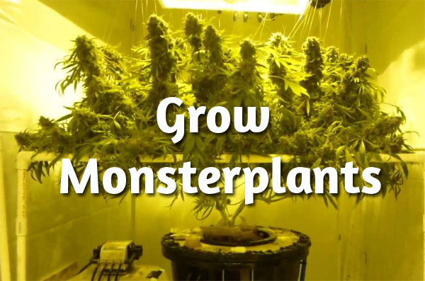 monsterplants-Cannabis, große Cannabispflanzen