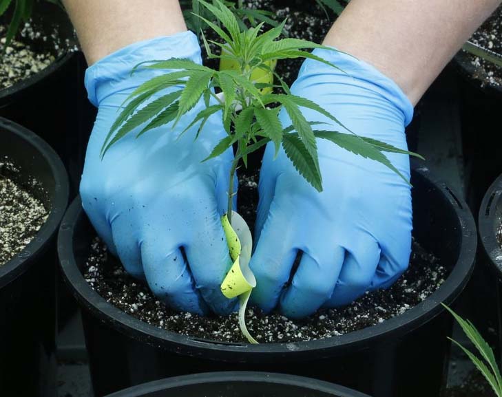 Cannabispflanzen vermehren
