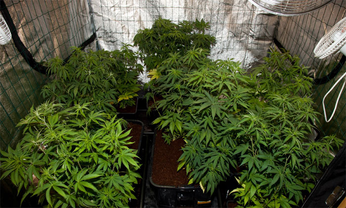 vertical-scrog, Cannabisanbau, Cannabis Indoor