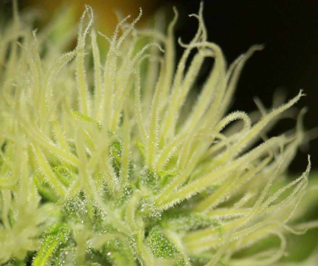 Blütephase Cannabis