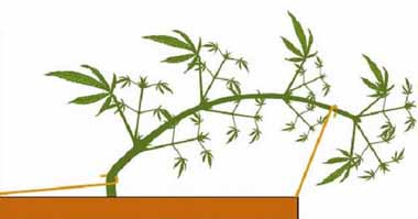 Atar las plantas de cannabis