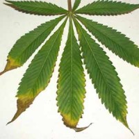 Überdüngung bei Cannabispflanzen