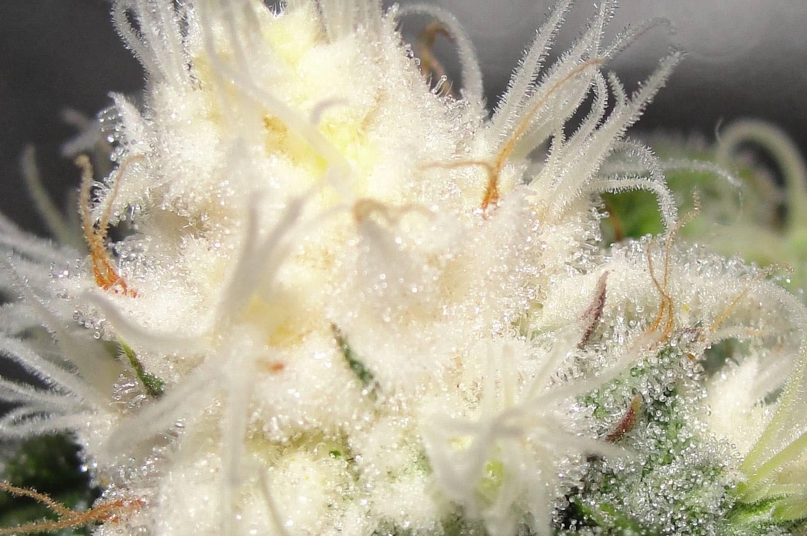 Albino Cannabis, weiße Buds