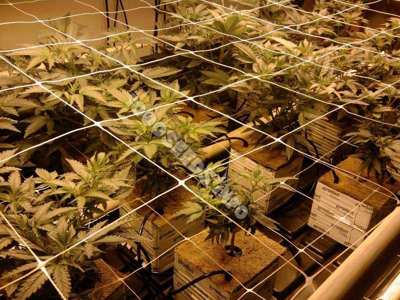 Grow mit Steinwolle, Cannabisanbau auf Steinwolle