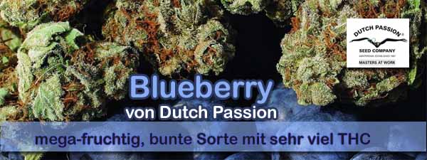Blueberry Seeds kaufen von Dutch Passion