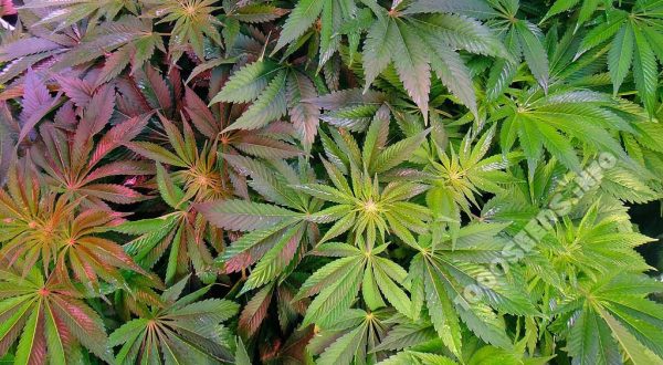 Cannabis-news, Aktuelles zum thema Cannabis, Cannabis-blog, Grow-anleitungen