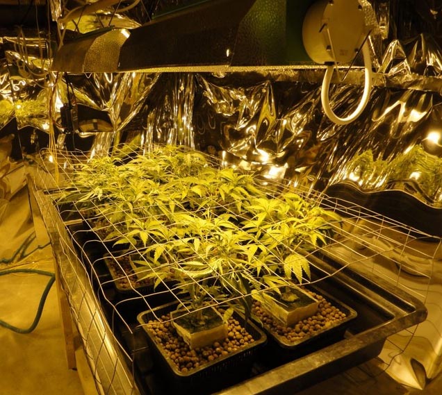 Growing cannabis in hydroponic systems