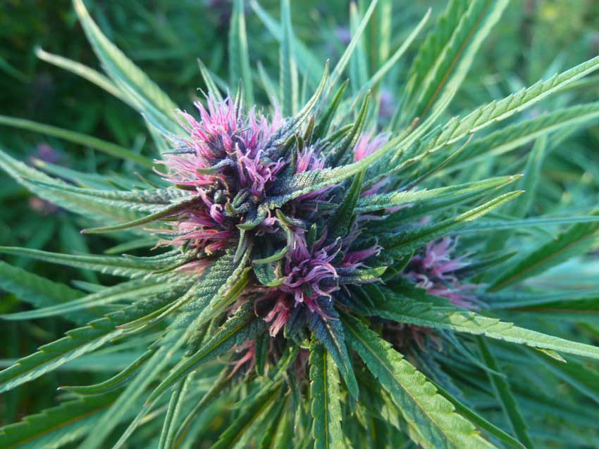 Purple strain, colourful cannabis strains, purple cannabis strains