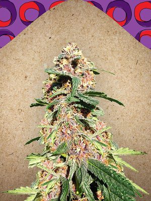Red-Purps-female-Seeds