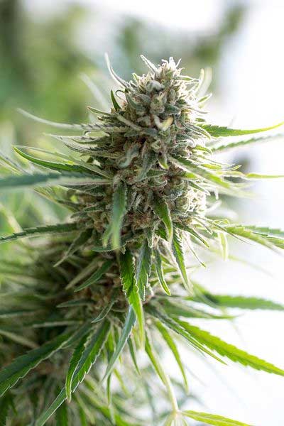 critical-mass-CBD, medizinische Cannabis-Sorte mit viel CBD