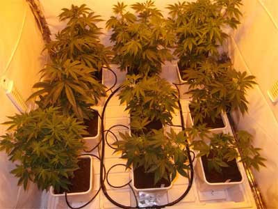 dripping-system, Cannabis Indoor-Anbau