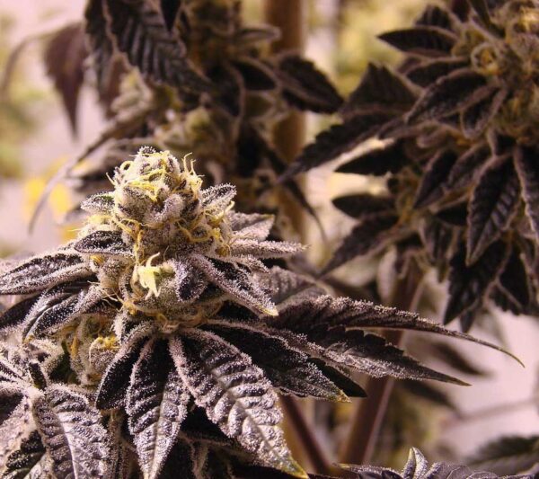 Cannabis-Sorten von A-Z, Marijuana-Strains