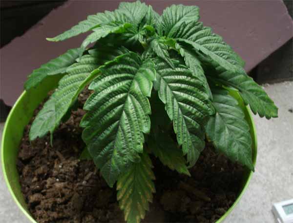 überwässerte Cannabispflanze