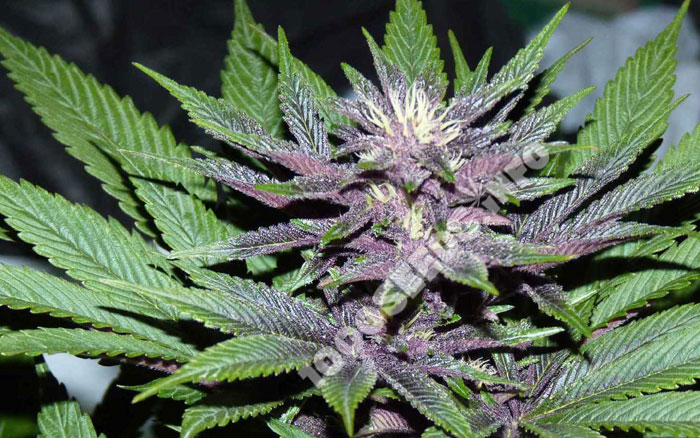 Agni-Kush von Cannamed, eine der besten Cannabis-Sorten weltweit, Cannamed einzigartige medical Seeds