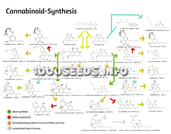 Cannabinoid synthase