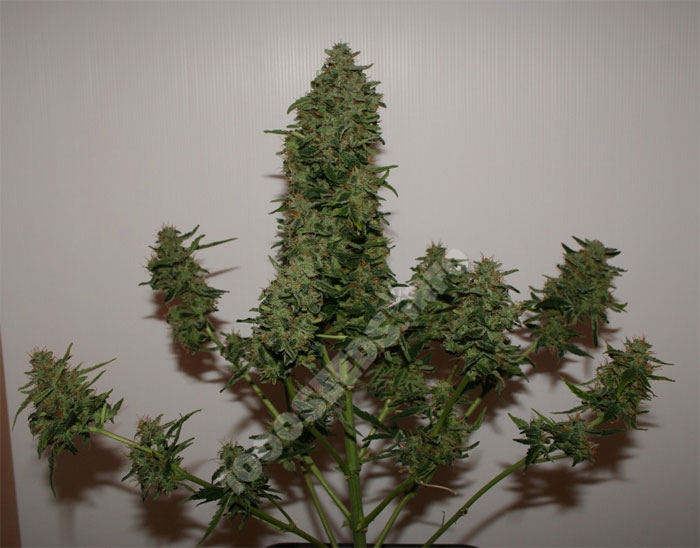 ICe Cool Sweet Seeds, feminisierte Cannabis-Samen, smoke-Bericht