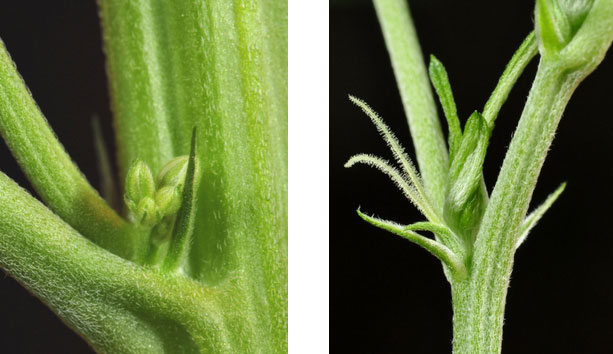 pre-flower-Cannabis