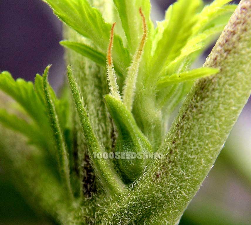 Pre-floración del cannabis, Inicio de la floración del cannabis, Blog de cultivo 1000Seeds