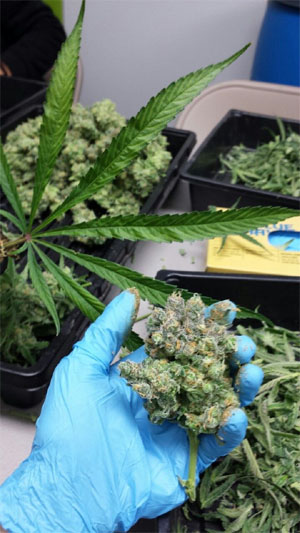 Cannabis harvest