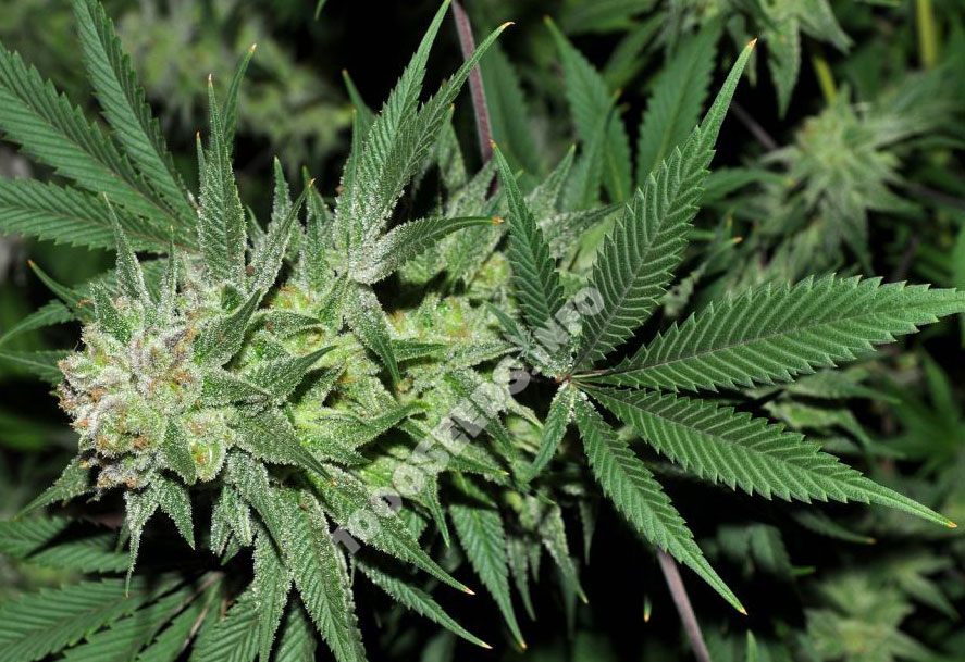 Mota-Khan, Elite Seeds, Cannabis-Samen