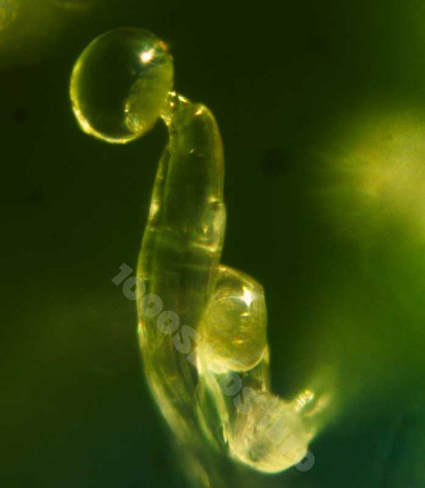 Trichome bei Cannabis, Marijuana Trichome