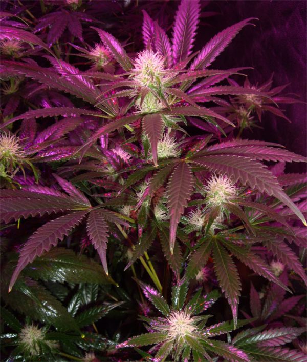 Wappa by Paradise Seeds, Hybrid, Seedshop, Strainreview