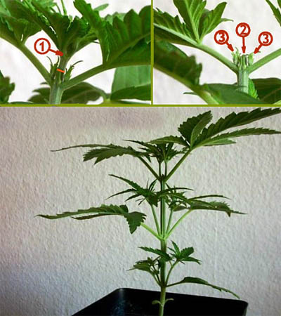 Topping bei Cannabispflanzen