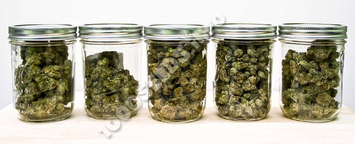 Noticias Cannabis, Noticias Marihuana Medicinal Octubre Septiembre