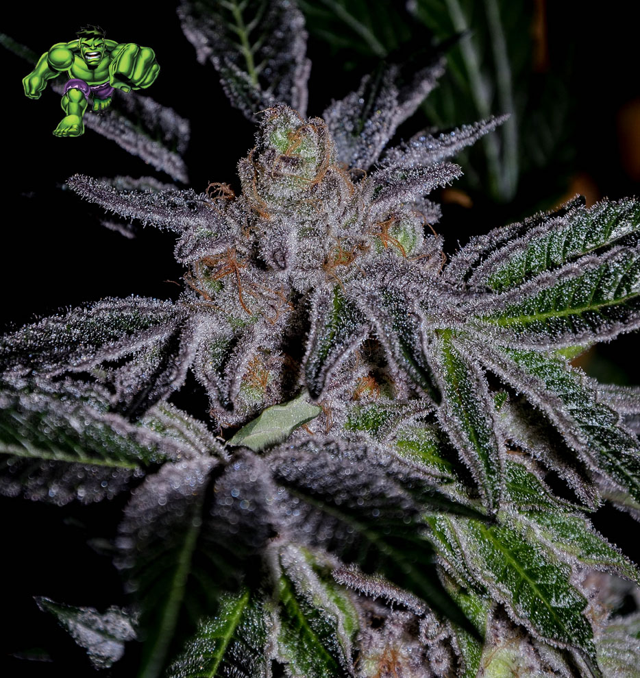 Bruce Banner #3, Anesia Seeds