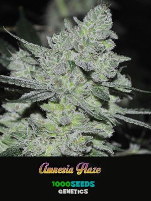 Amnesia-Haze, 1000Seeds Genetics, feminised cannabis seeds
