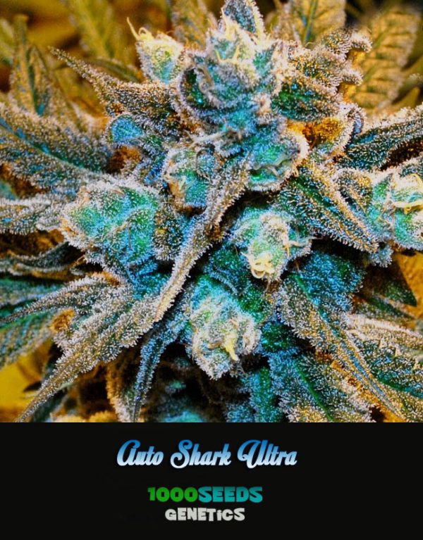 Auto-Shark-Ultra, 1000Seeds feminised cannabis seeds