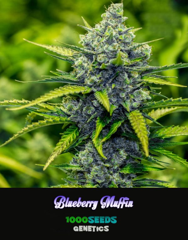 Blueberry Muffin, 1000seeds Genetics, feminised cannabis seeds