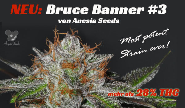 Bruce-Banner-3, Anesia seeds, beste Cannabis-Sorte