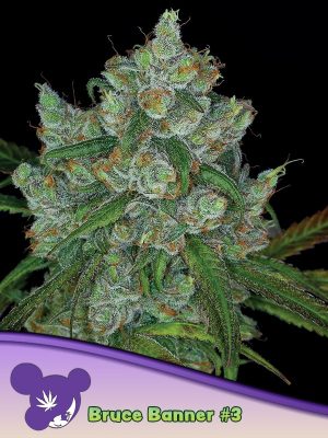 Bruce Banner Anesia Seeds