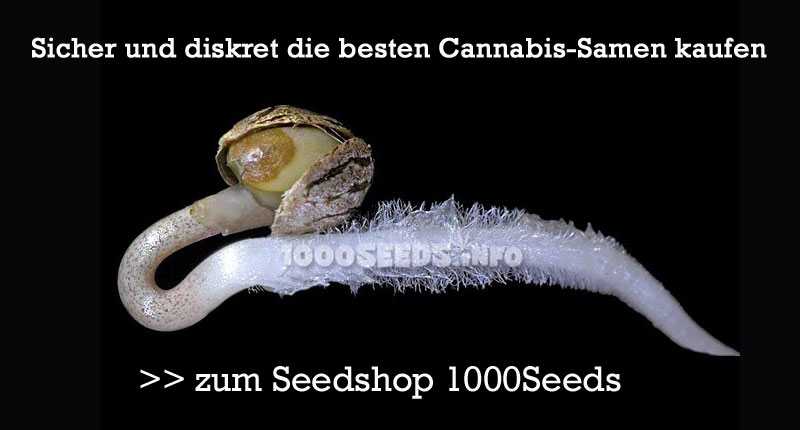 Cannabis-Samen-kaufen, Seedshop 1000Seeds