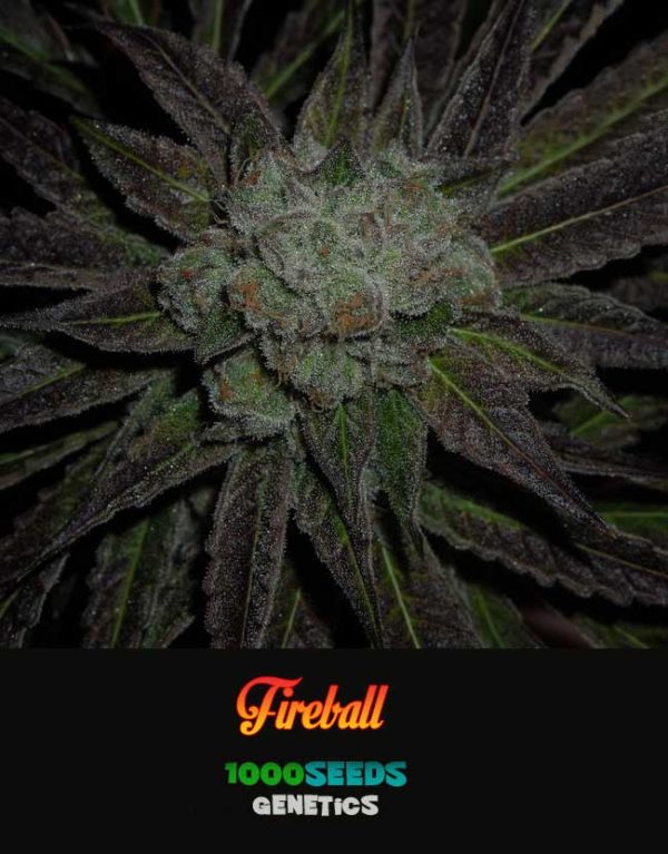 Fireball, 1000Seeds Genetics, feminised cannabis seeds