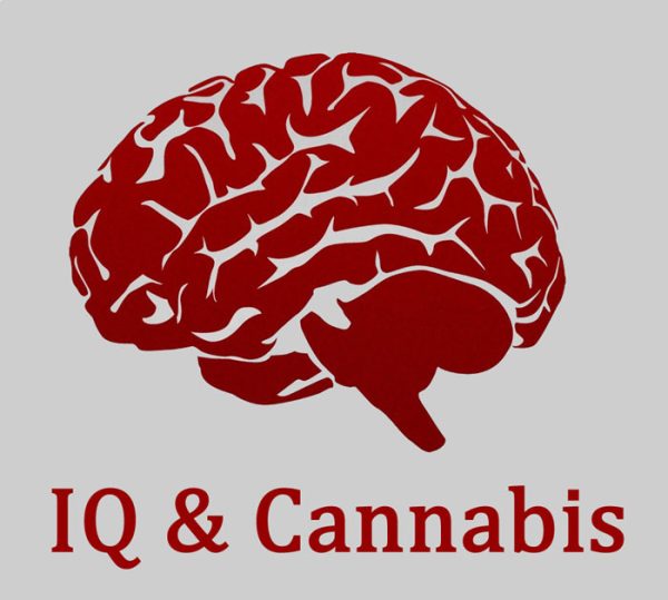 IQ and Cannabis, Study on IQ and Marijuanakonsu, Cannabis Blog, Grow Info