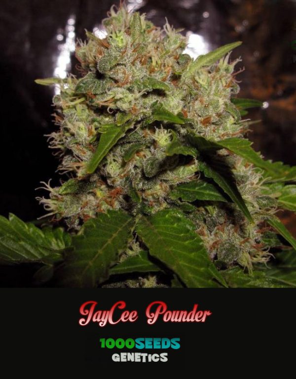 JaCee-Pounder, 1000Seeds Genetics, semillas de cannabis feminizadas