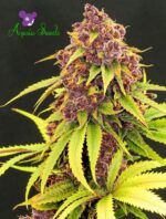 Purps-Og-Anesia-Seeds