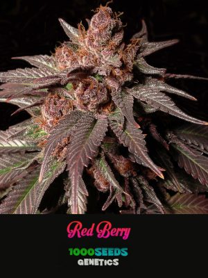 Red-Berry, feminisierte Cannabis-Samen bestellen