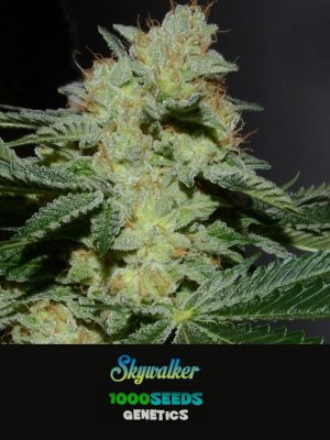 Skywalker, order feminised cannabis seeds