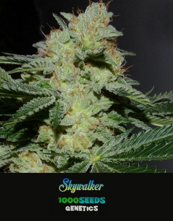 Skywalker, ordenar semillas de cannabis feminizadas