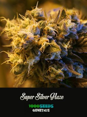 Super-Silver-Haze, feminisierte Samen, 1000Seeds Genetics