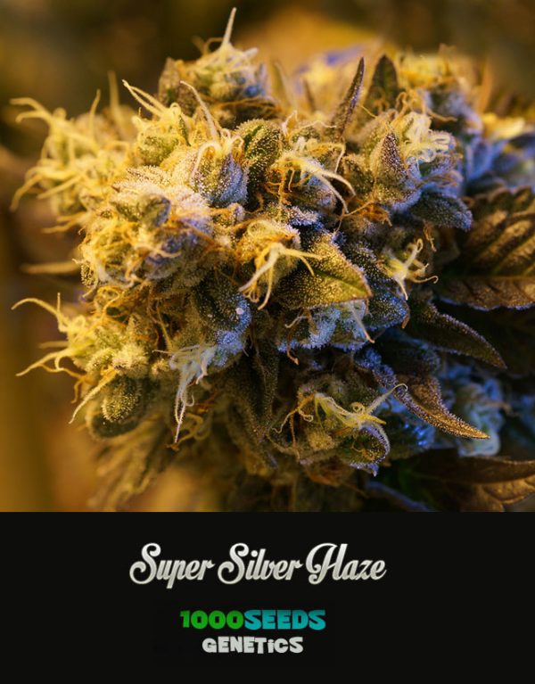 Super-Silver-Haze, semillas feminizadas, 1000Seeds Genetics