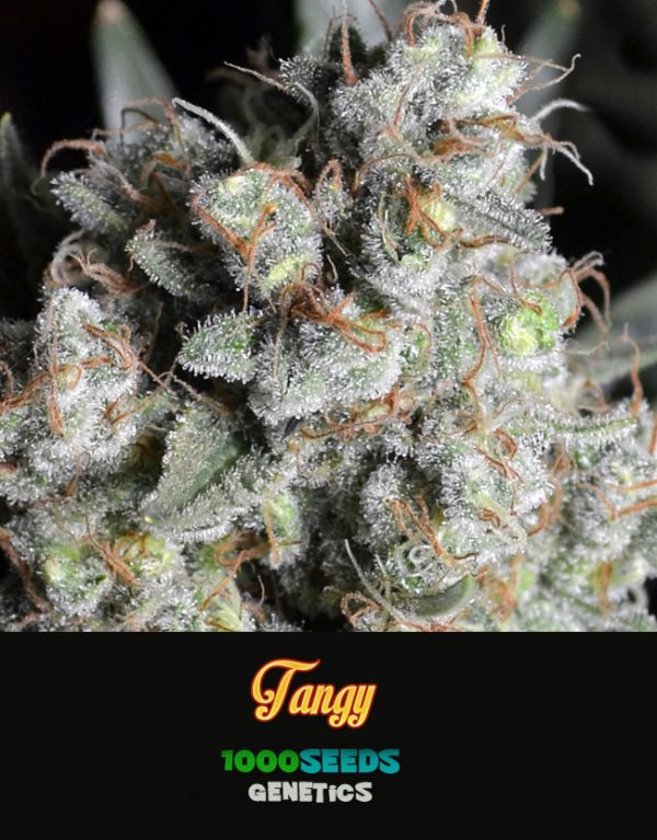 Tangy, feminised cannabis seeds, 1000Seeds Genetics