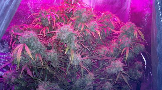 Think Different Auto LED Grow